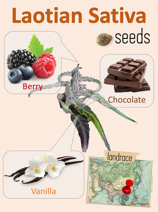 Laotian Sativa 🍦