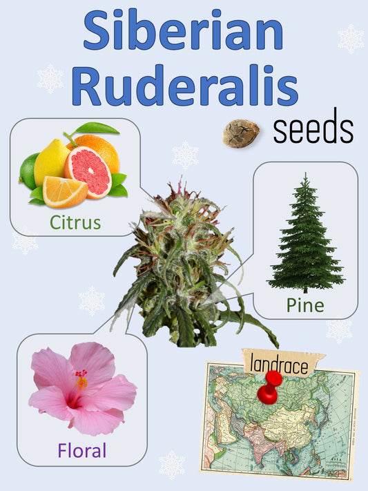 Siberian Rudelaris π§