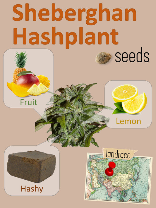 Sheberghan Hashplant 🍮