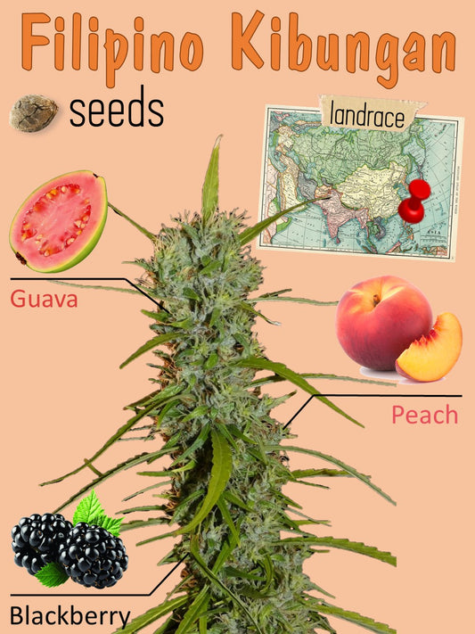 Filipino Kibungan 🥭