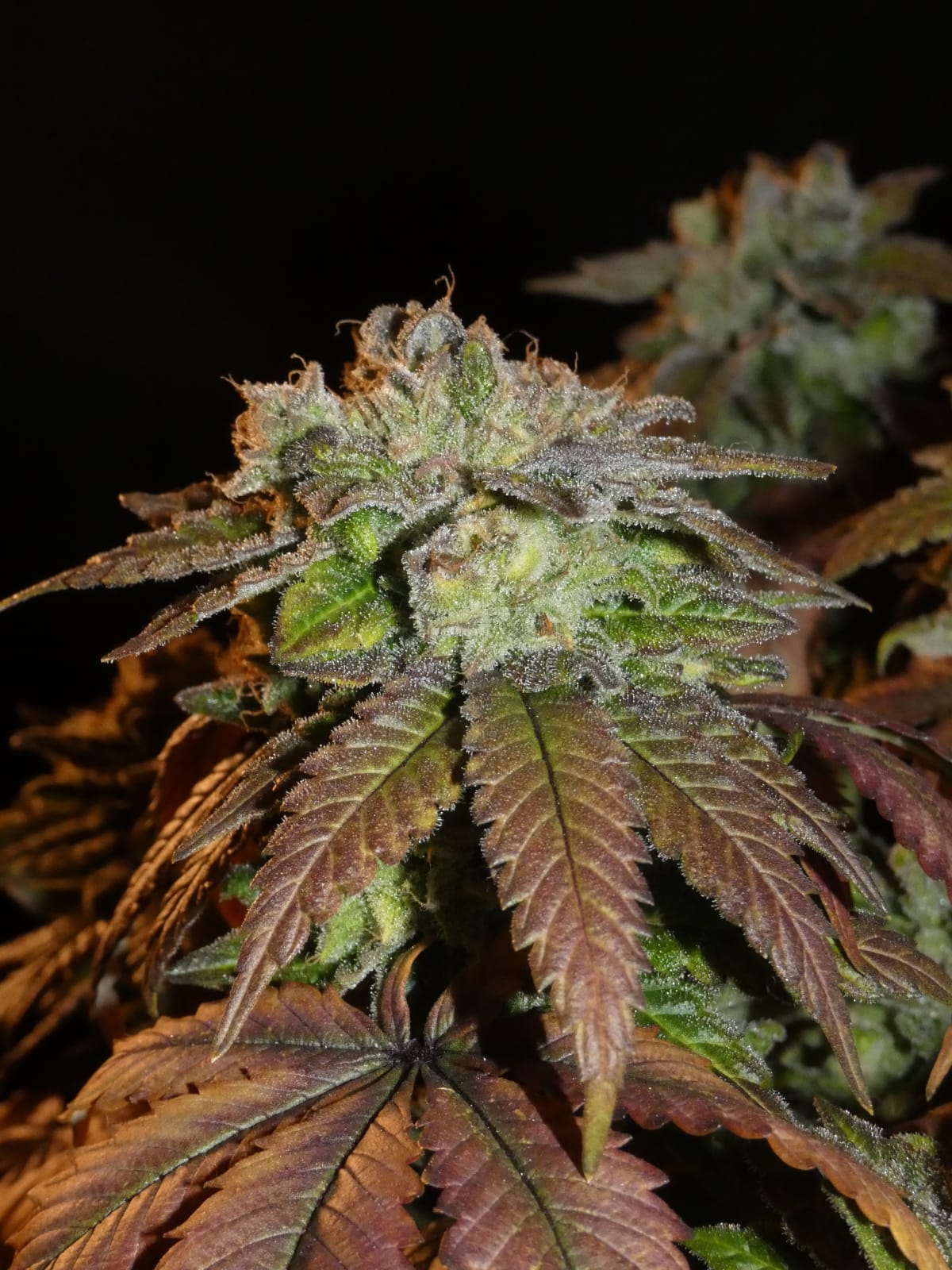 Frosty's Lemon Pie 🍭