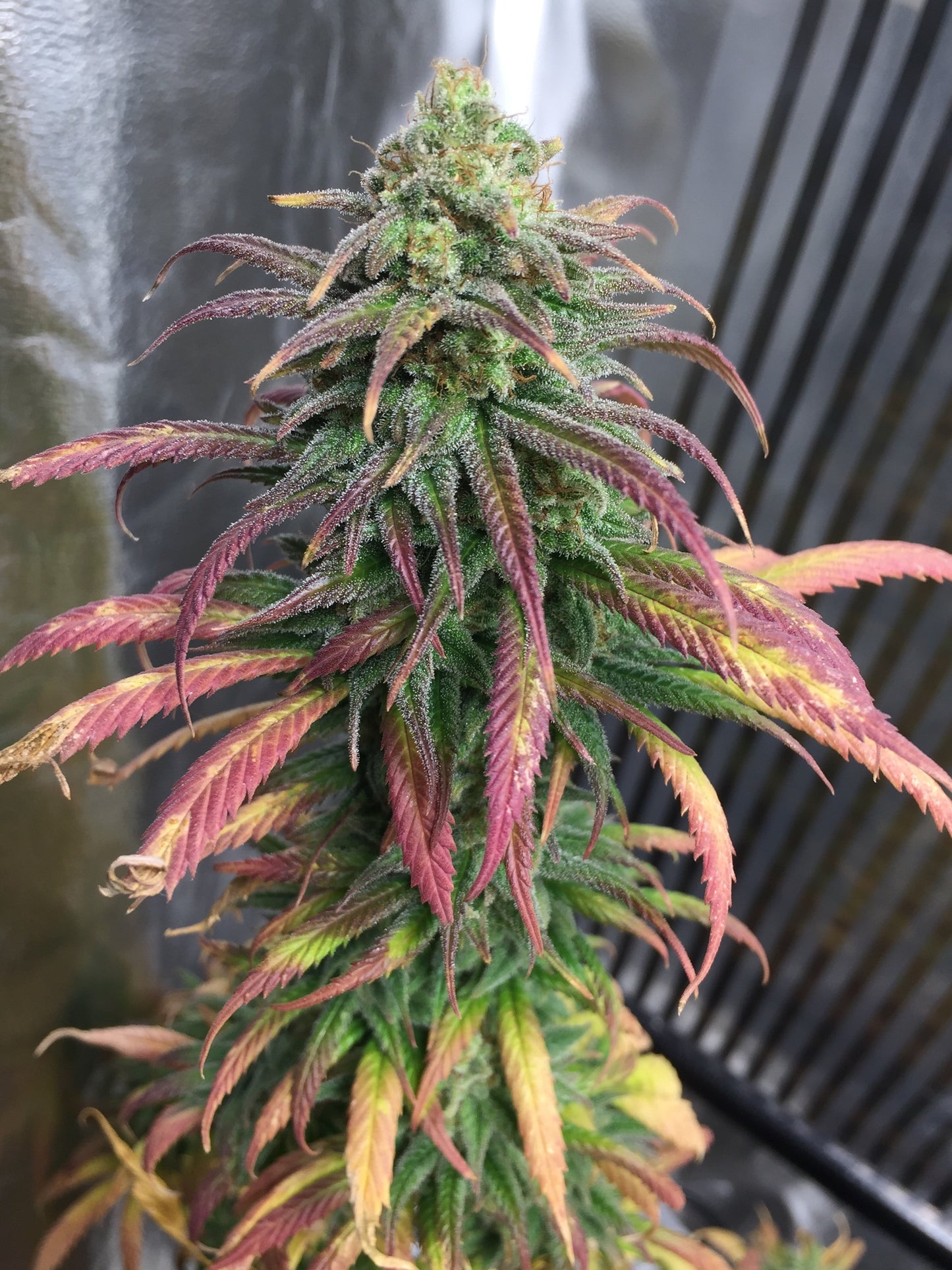 Frosty's Lemon Pie 🍭