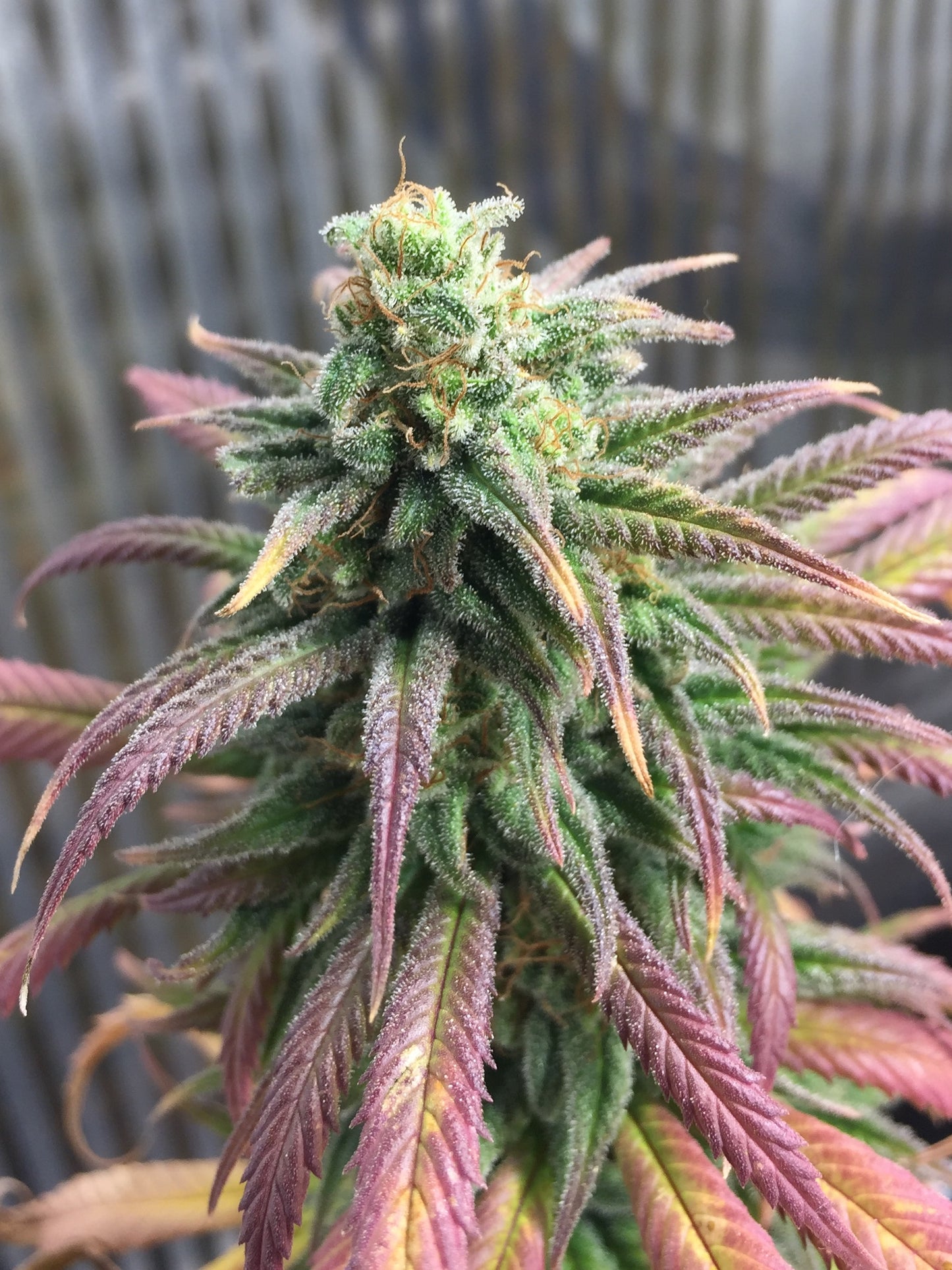 Frosty's Lemon Pie 🍭