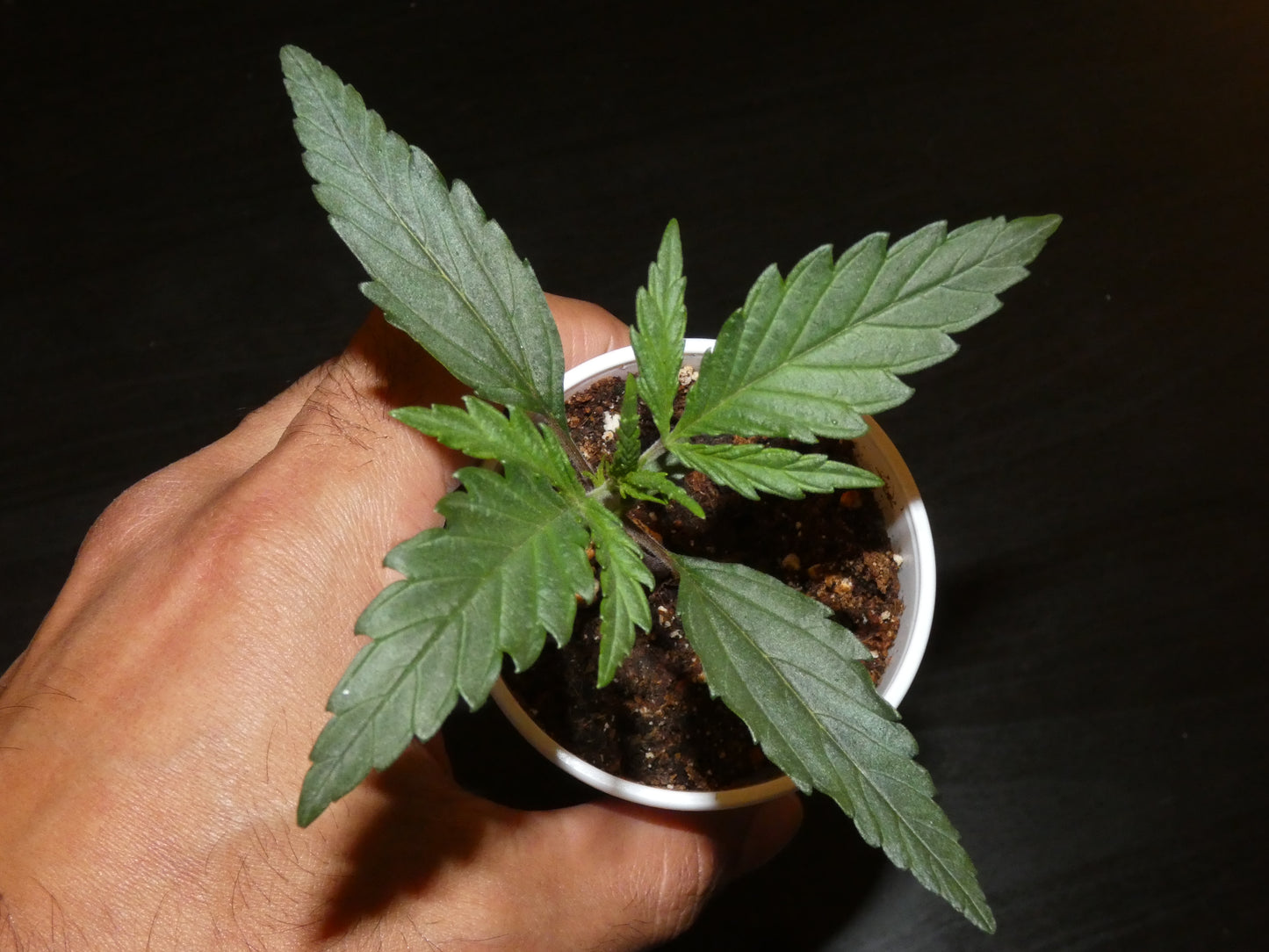 Maharaja Haze 🛕