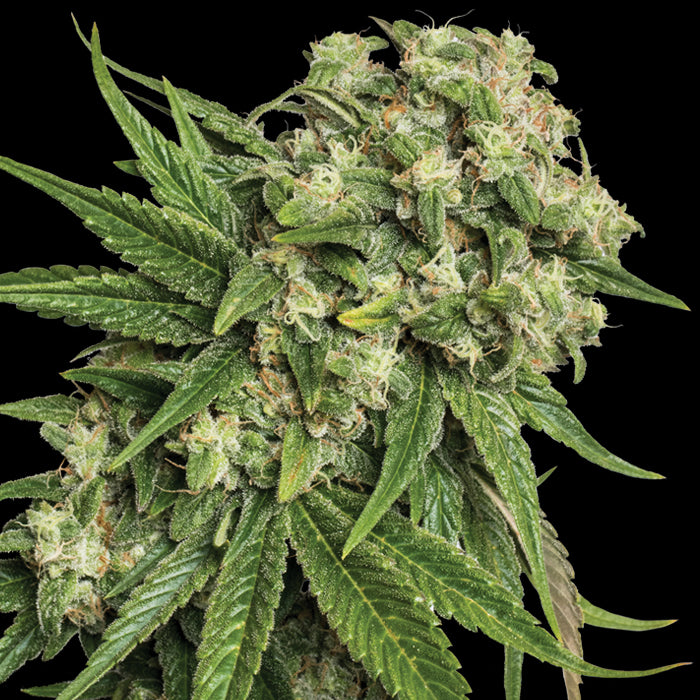 Kandy Kush 🍭