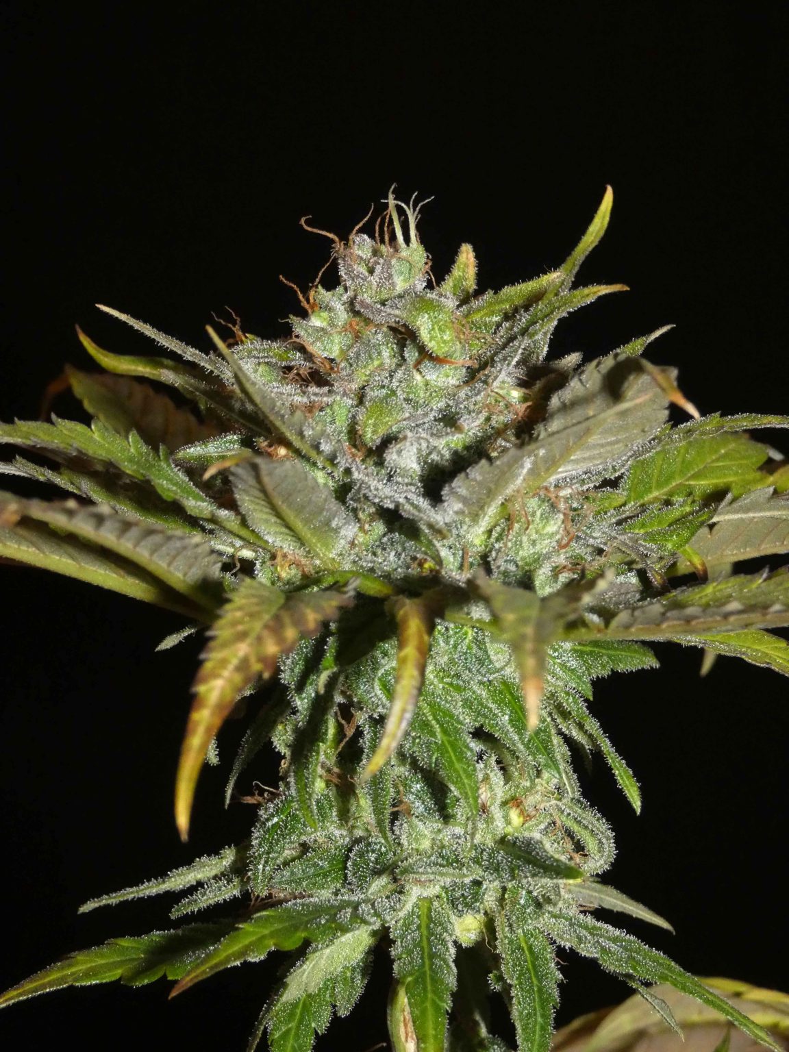 Sheberghan Hashplant 🍮