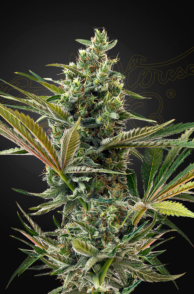 Super Lemon Haze Auto CBD 🍋