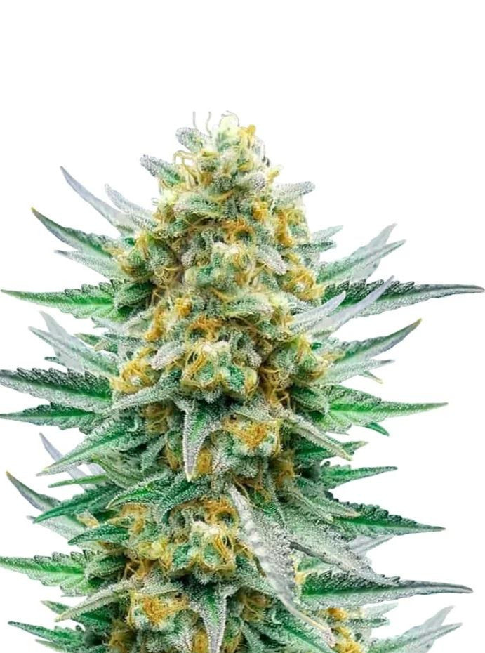 Kushberry 🍇