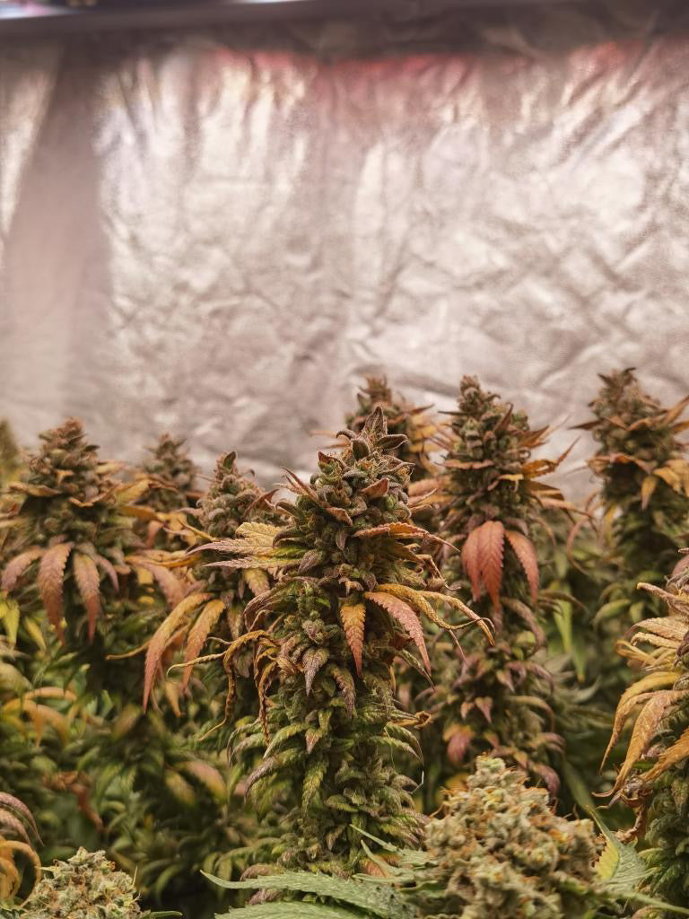 Frosty's Lemon Pie 🍭