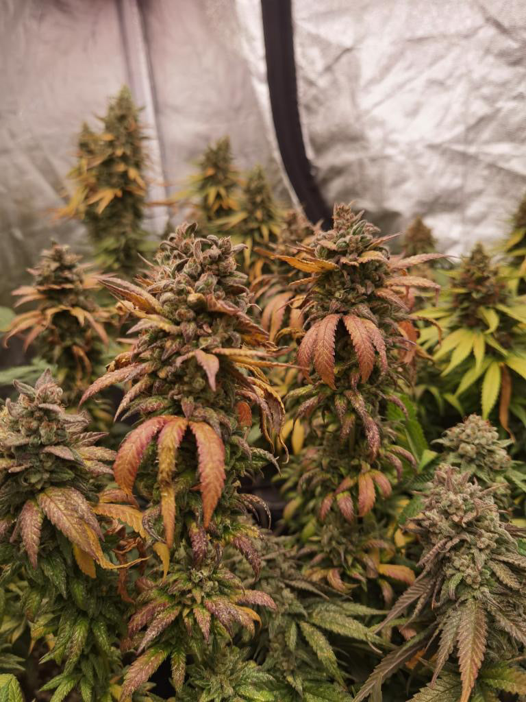 Frosty's Lemon Pie 🍭