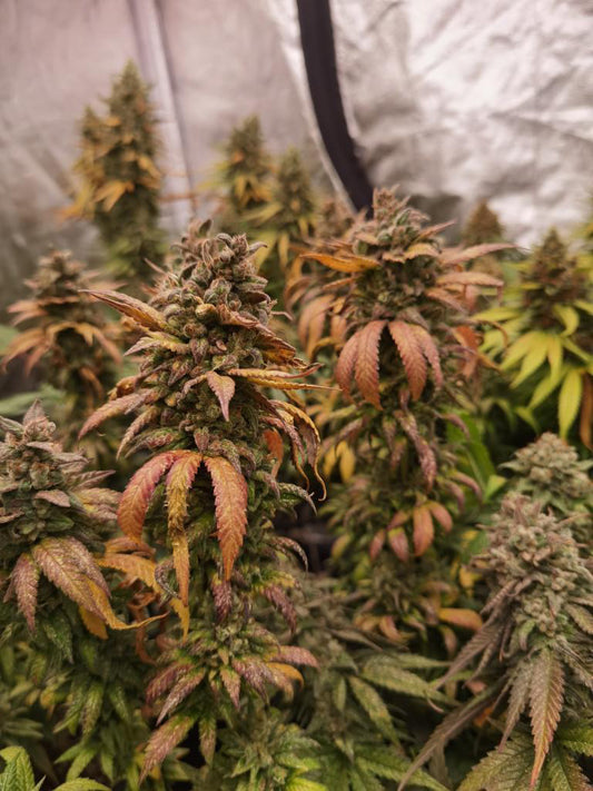 Frosty's Lemon Pie π