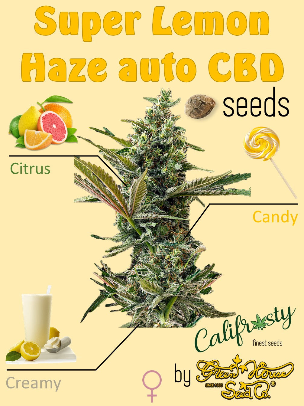 Super Lemon Haze Auto CBD 🍋