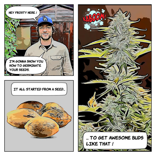 How to Germinate your seeds