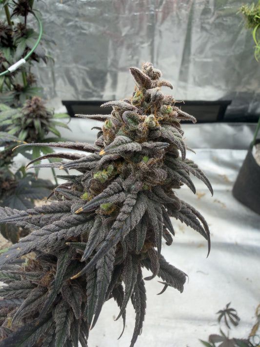 Frosty's Moroccan Kush 🍫