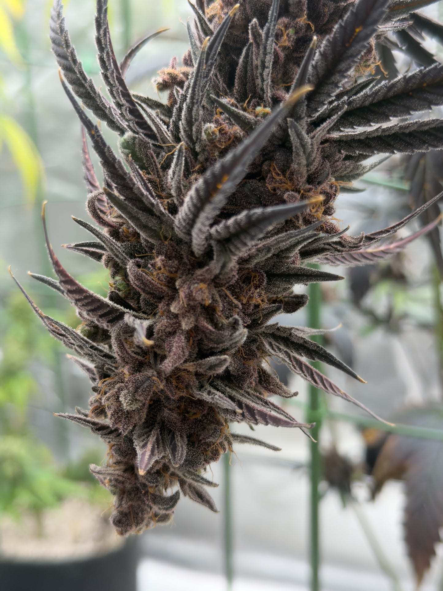 Frosty's Moroccan Kush 🍫