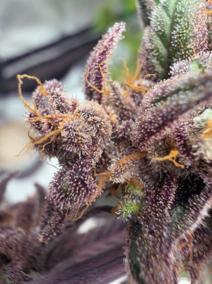 Frosty's Moroccan Kush 🍫