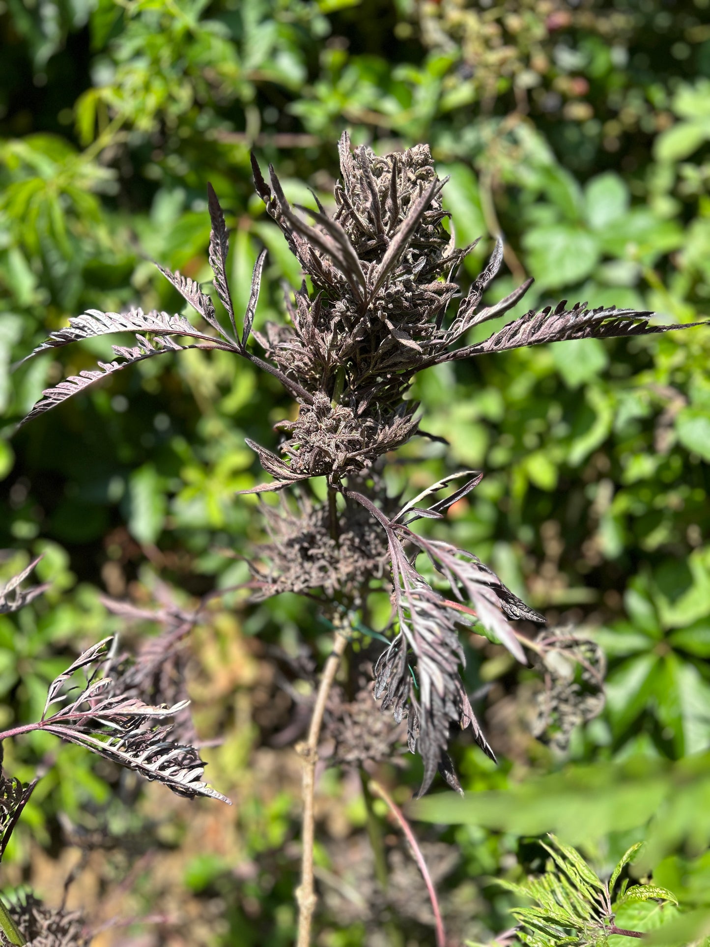 Frosty's Auto Freak 🧟