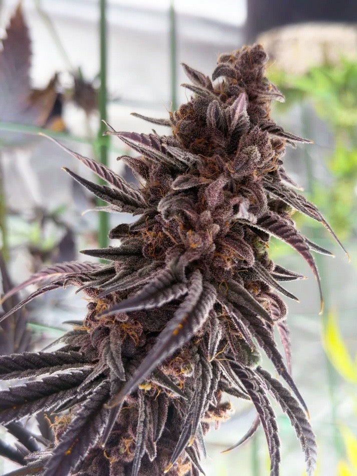 Frosty's Moroccan Kush 🍫