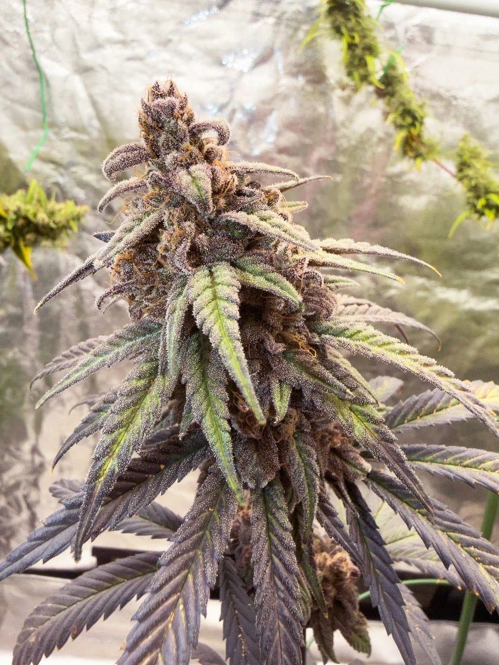 Frosty's Moroccan Kush 🍫