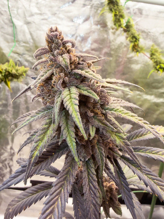 Frosty's Moroccan Kush 🍫