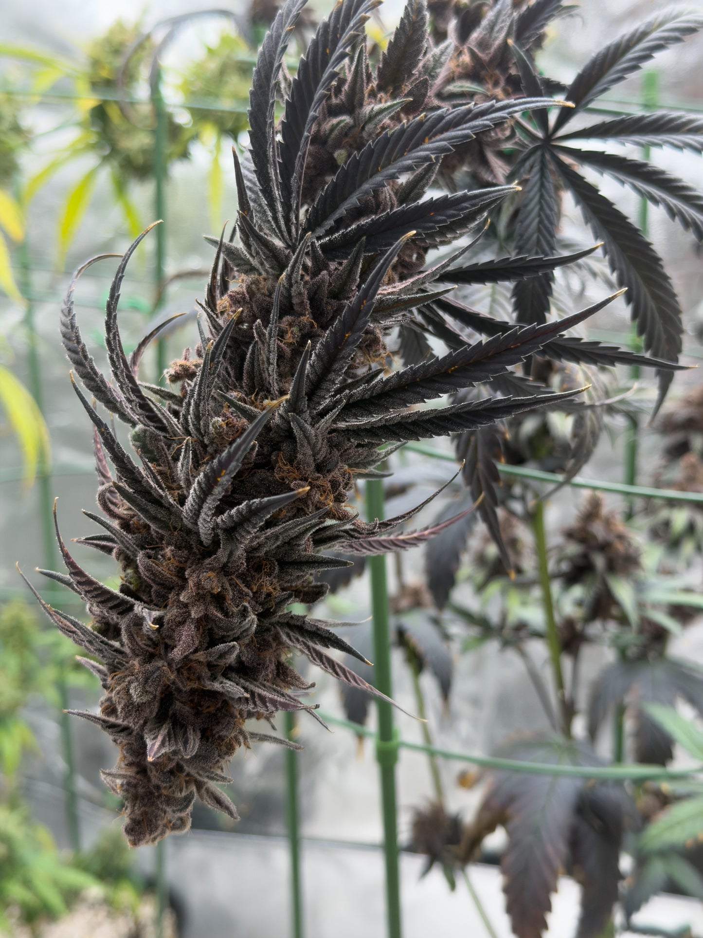 Frosty's Moroccan Kush 🍫