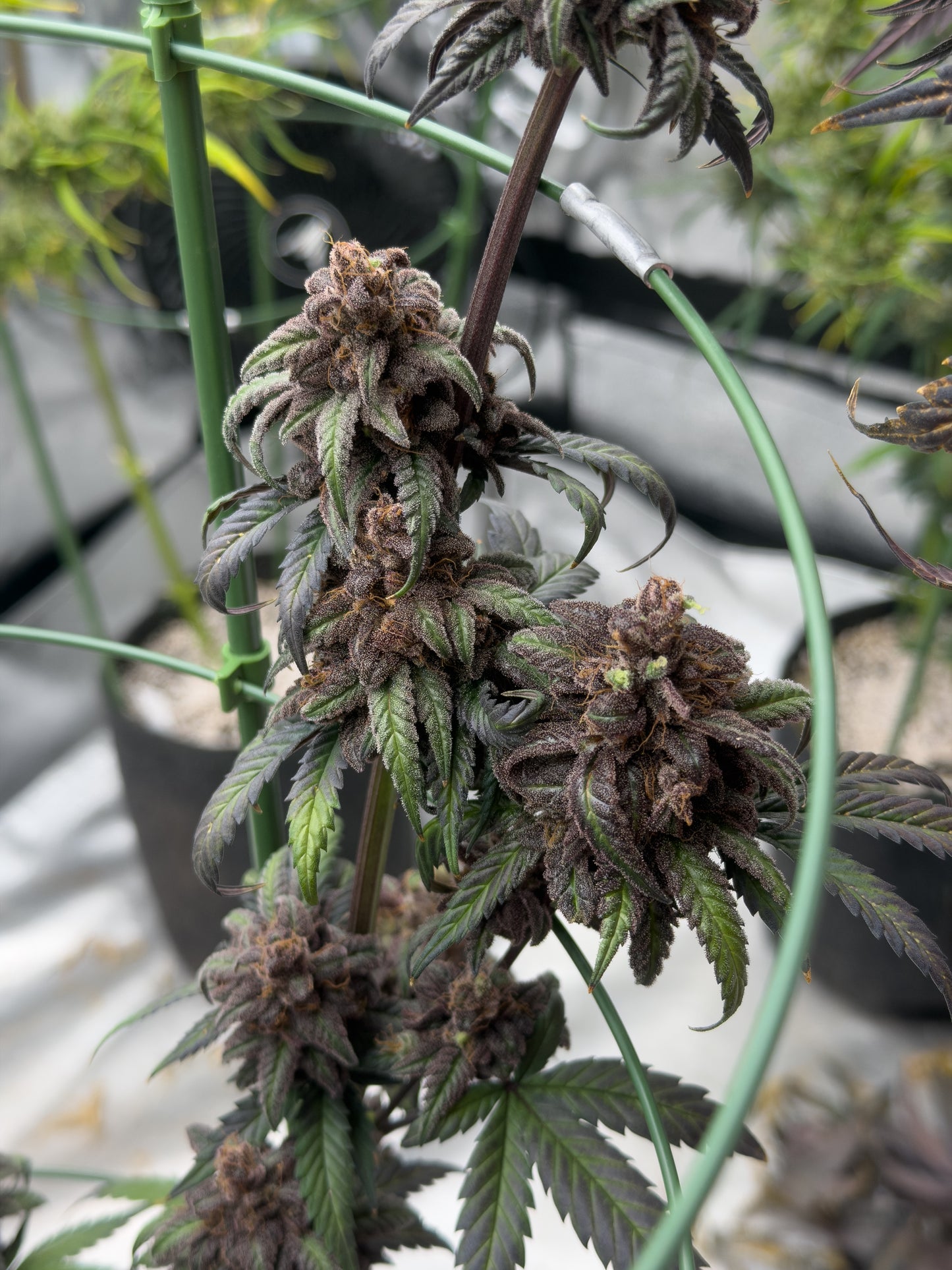 Frosty's Moroccan Kush 🍫