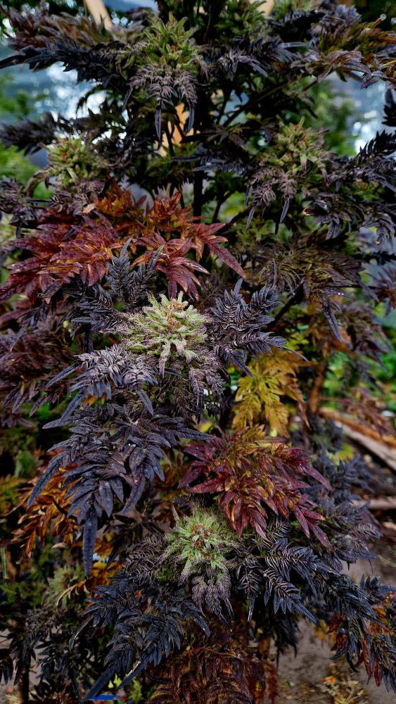 Frosty's Purple Freak 🧟