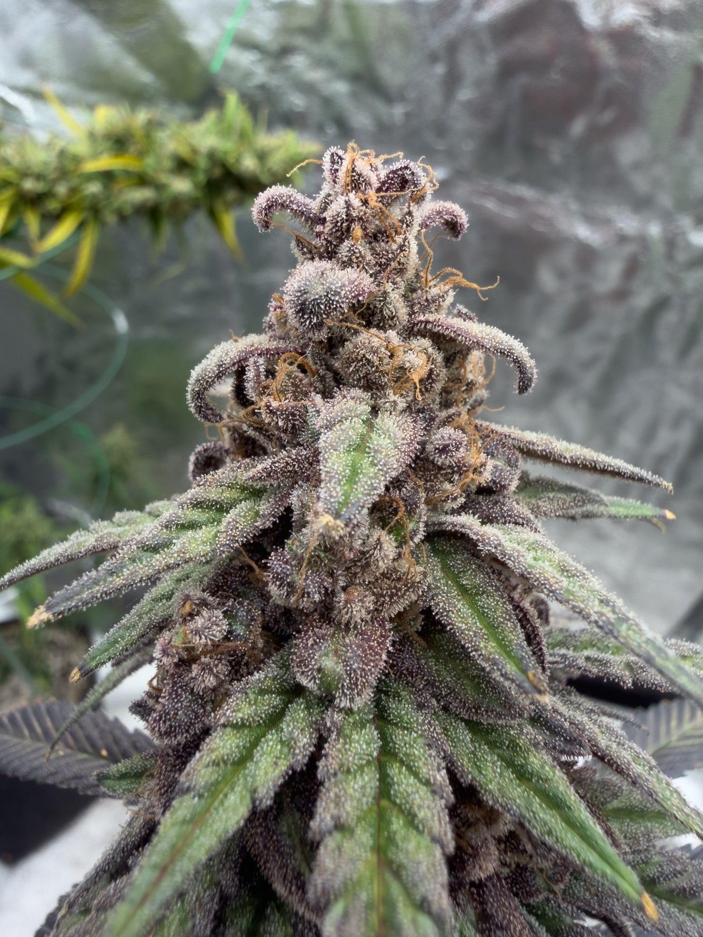 Frosty's Moroccan Kush 🍫