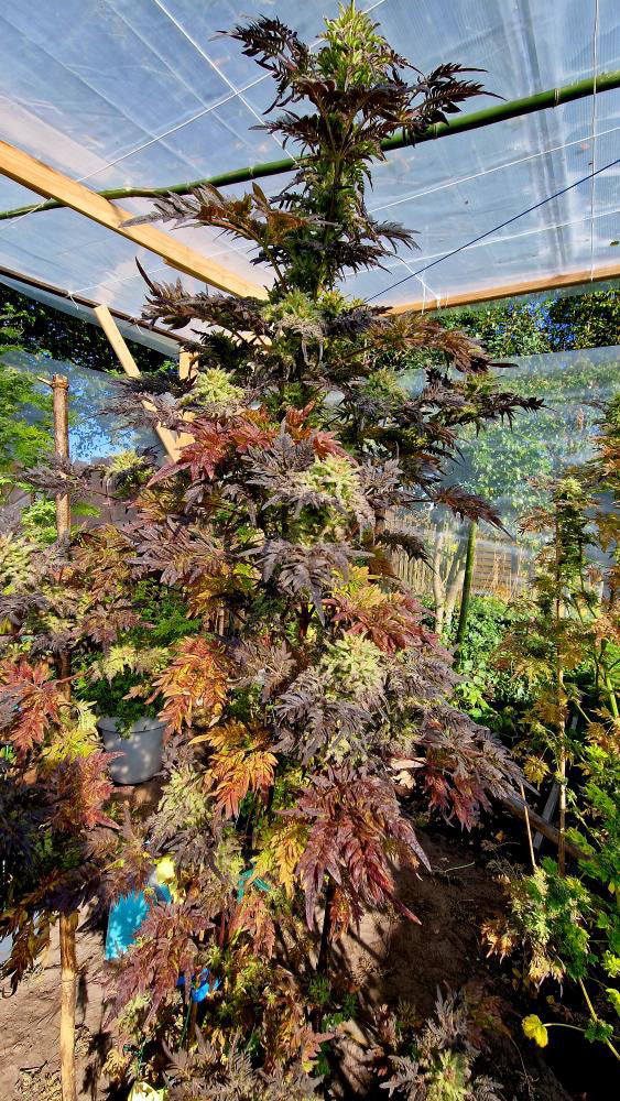 Frosty's Purple Freak 🧟