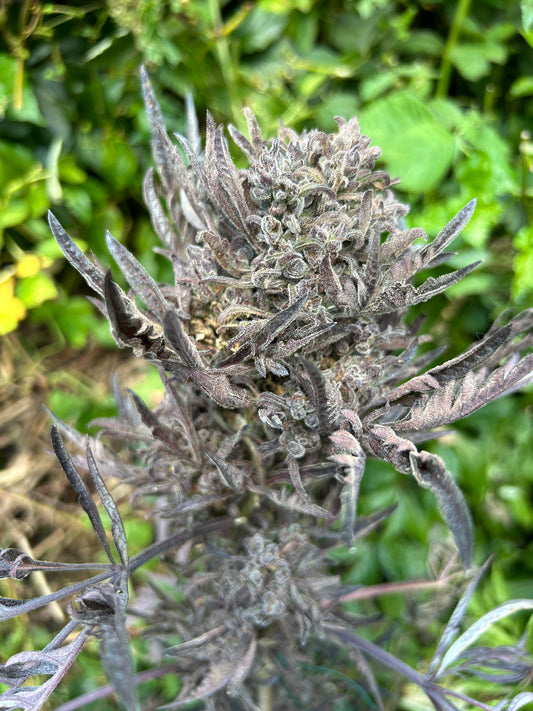 Frosty's Auto Freak 🧟