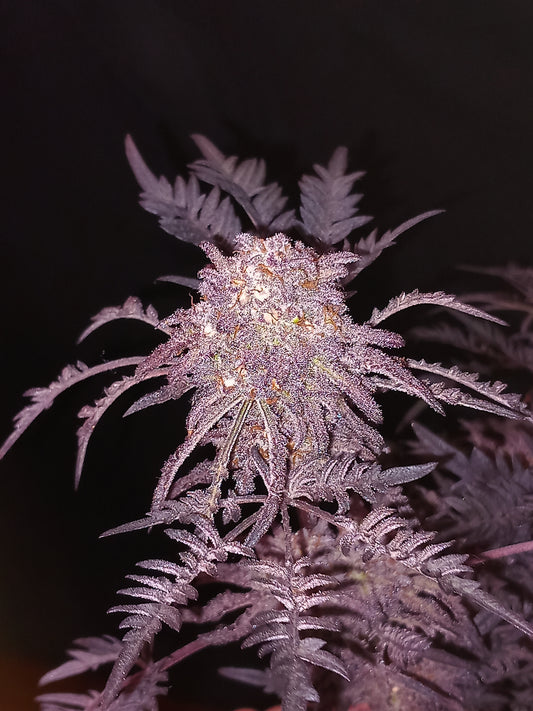 Frosty's Purple Freak 🧟