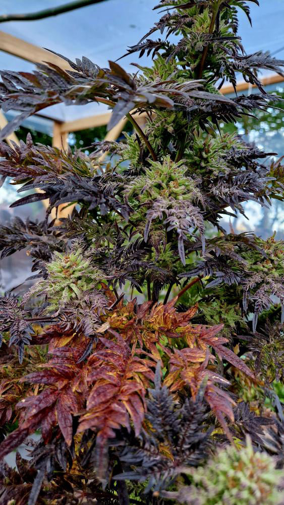 Frosty's Purple Freak 🧟