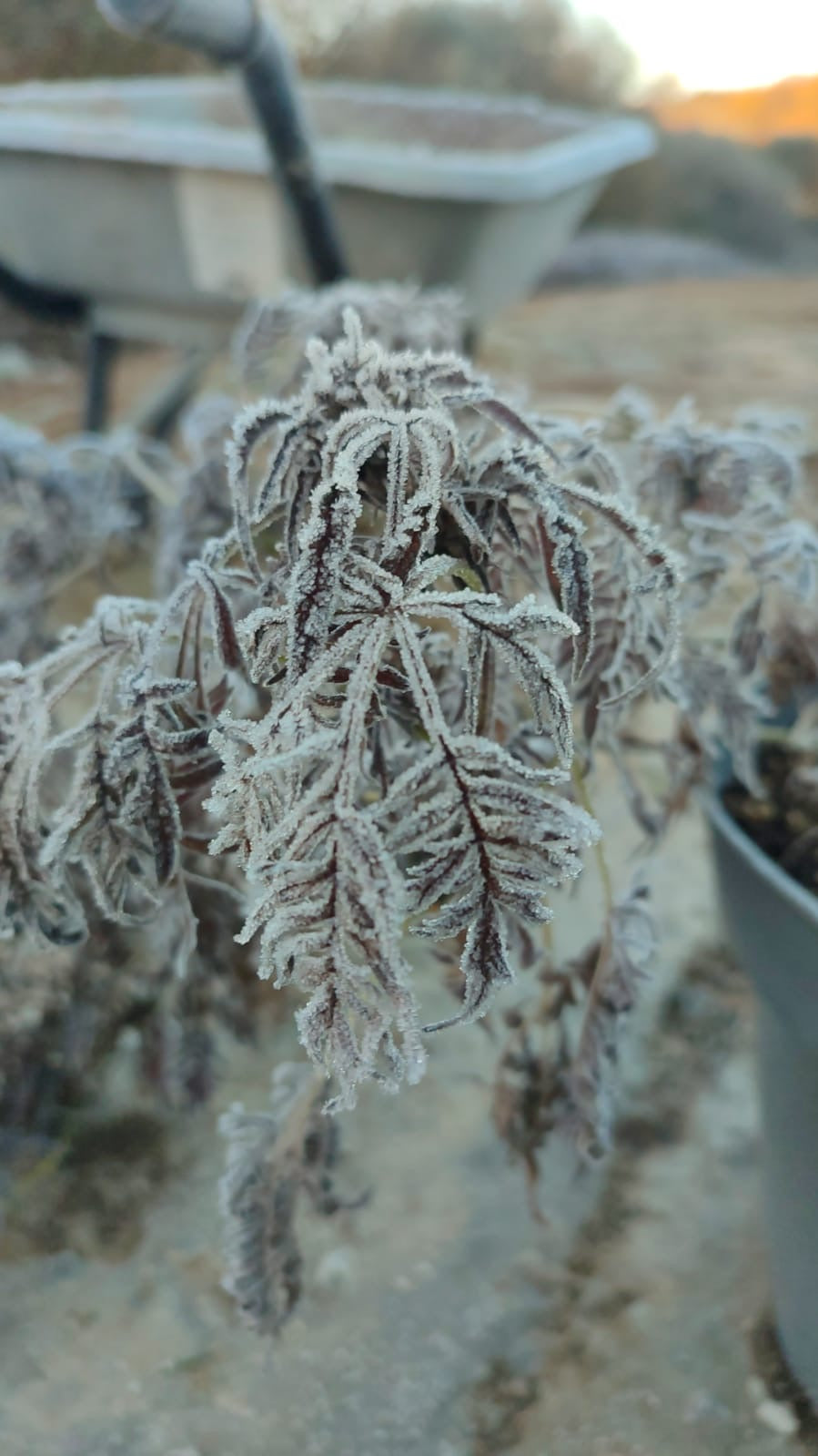 Frosty's Purple Freak 🧟