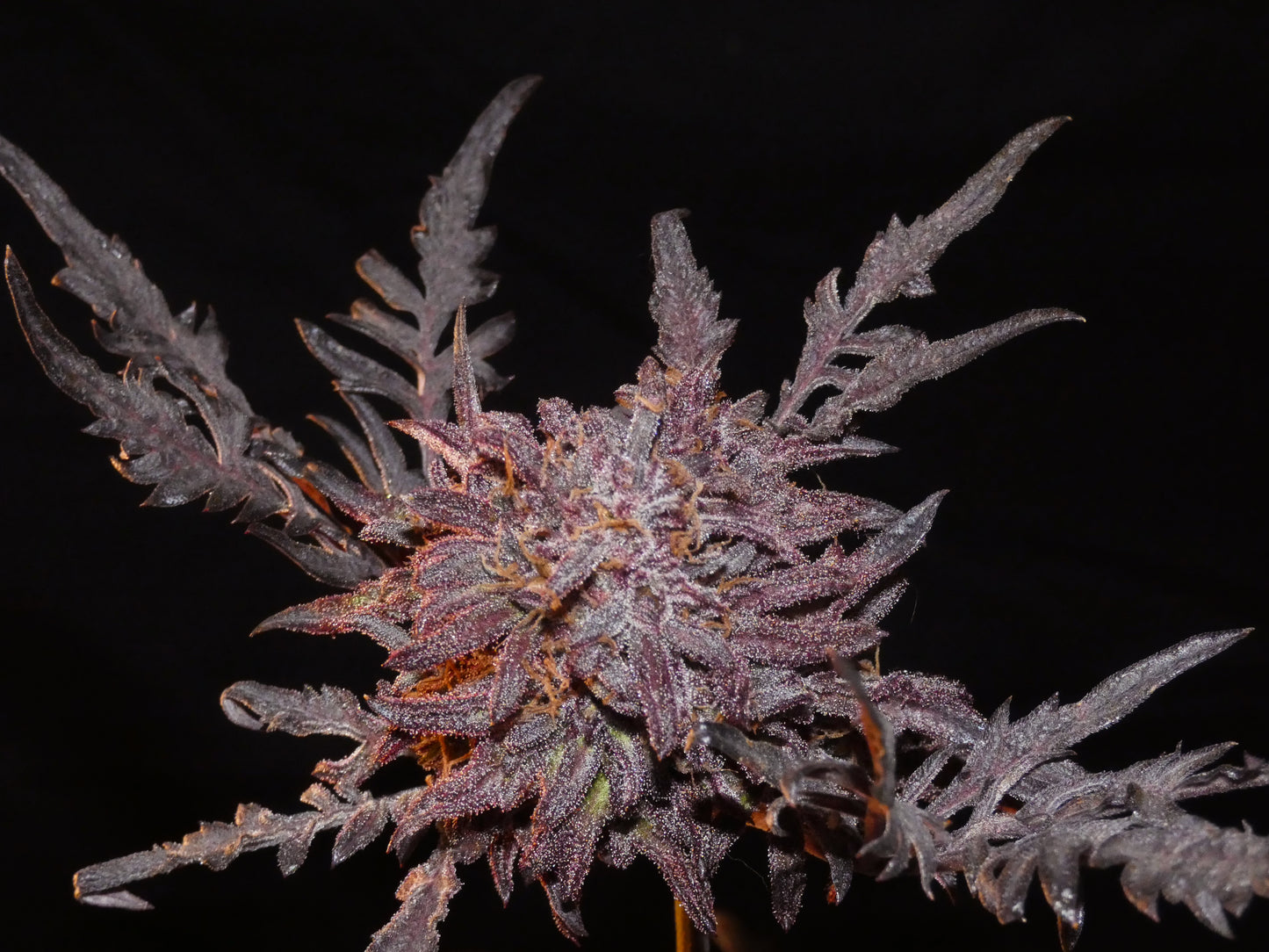 Frosty's Auto Freak 🧟