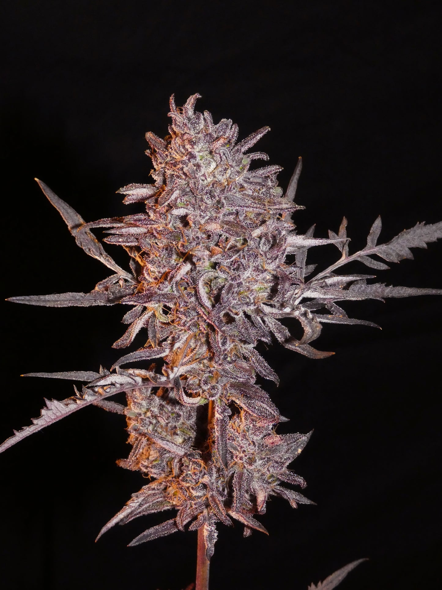Frosty's Auto Freak 🧟