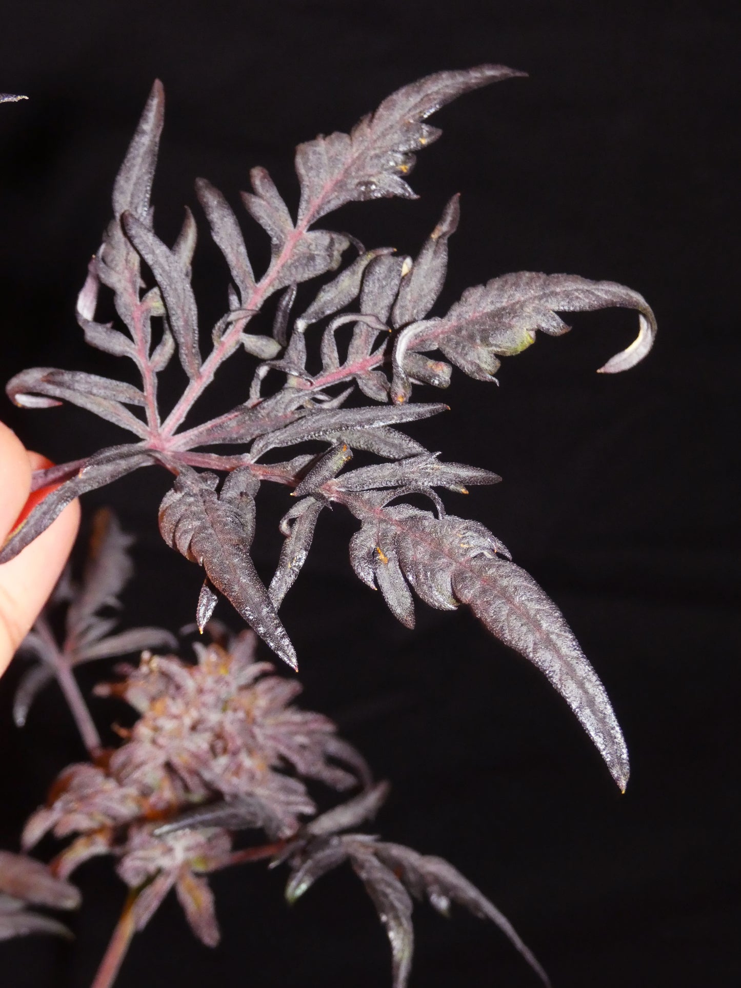 Frosty's Auto Freak 🧟