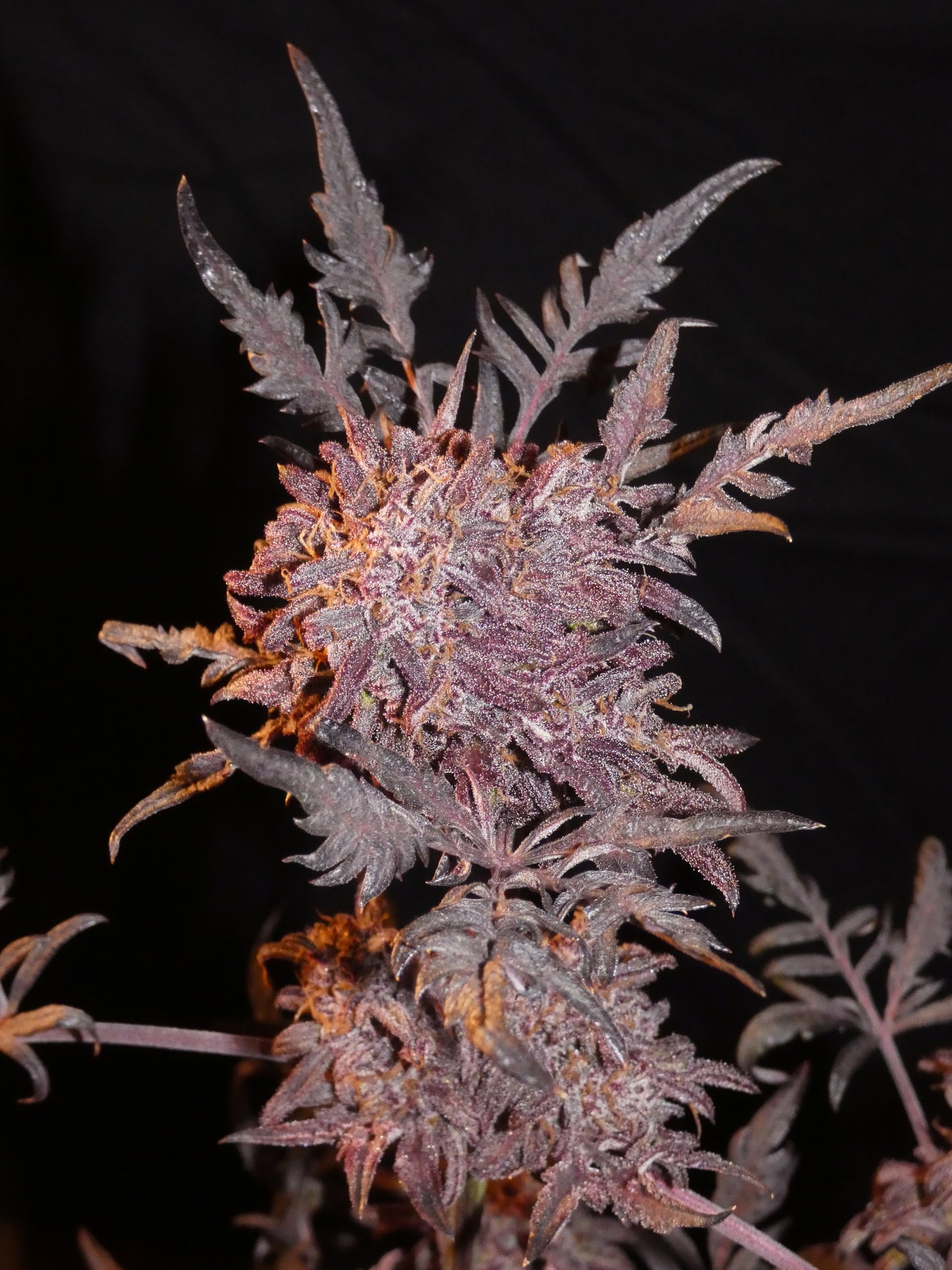 Frosty's Auto Freak 🧟