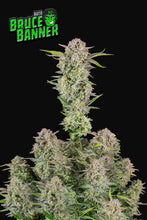 Load image into Gallery viewer, Bruce Banner auto 🧟‍♂️