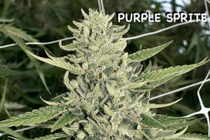 Purple Sprite 🫐
