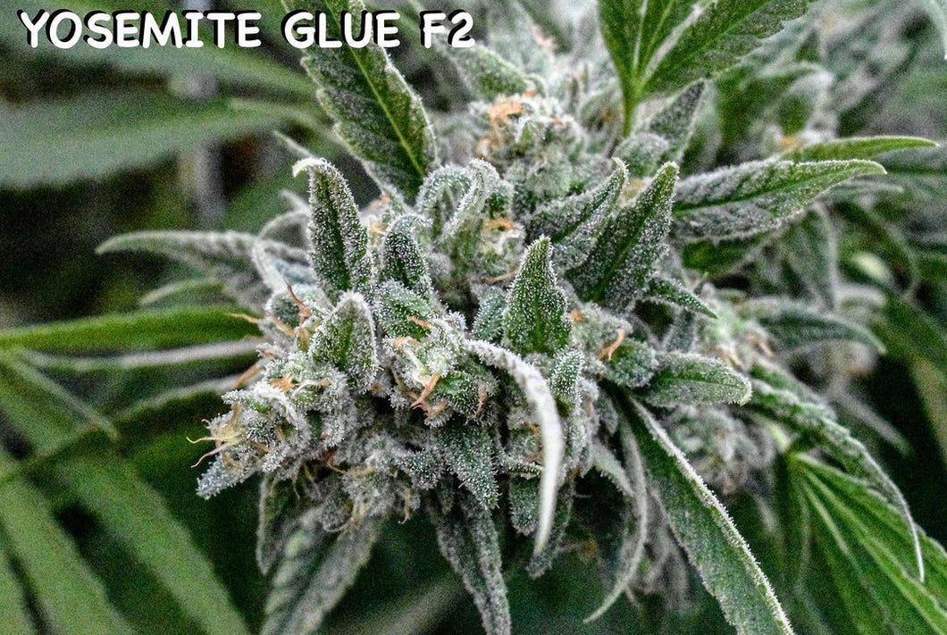 Yosemite Glue F2 🦍