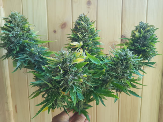 Izno CBG auto πͺ΅