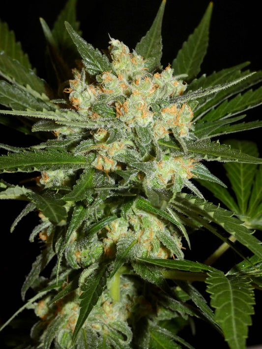 Aladdin's Skunk 🥮