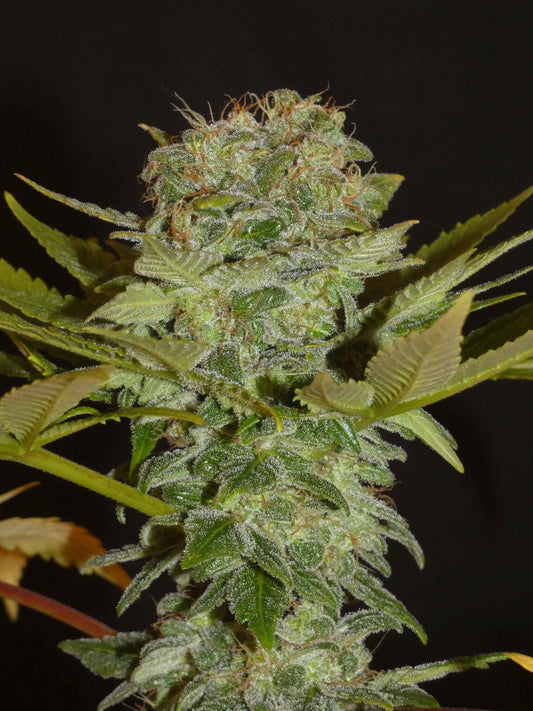 Balkh Hashplant 🍩