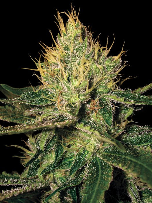 Cannalope Haze 🍈