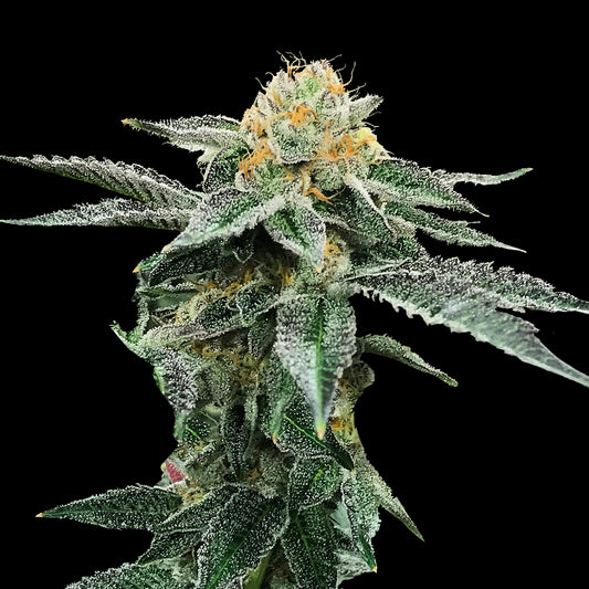 Kosher Cookies 🍪