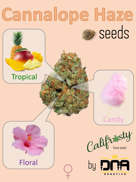 Cannalope Haze ๐