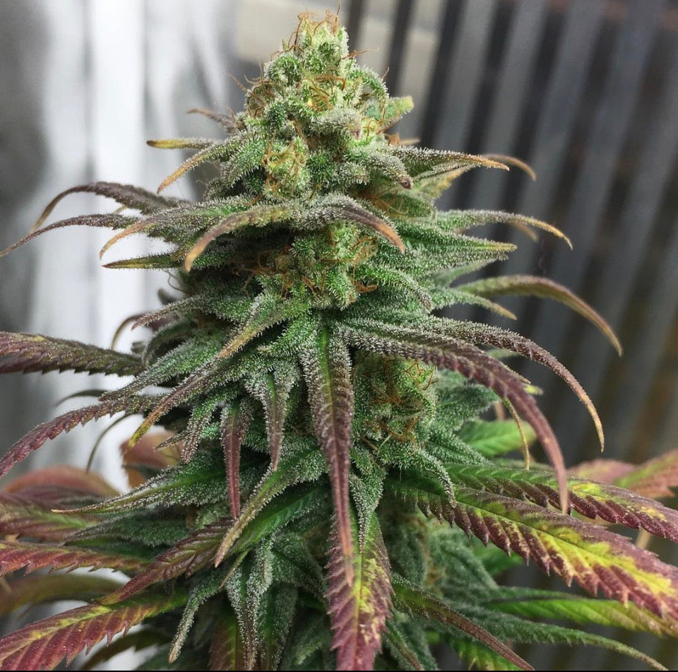 Frosty's Lemon Pie 🍭