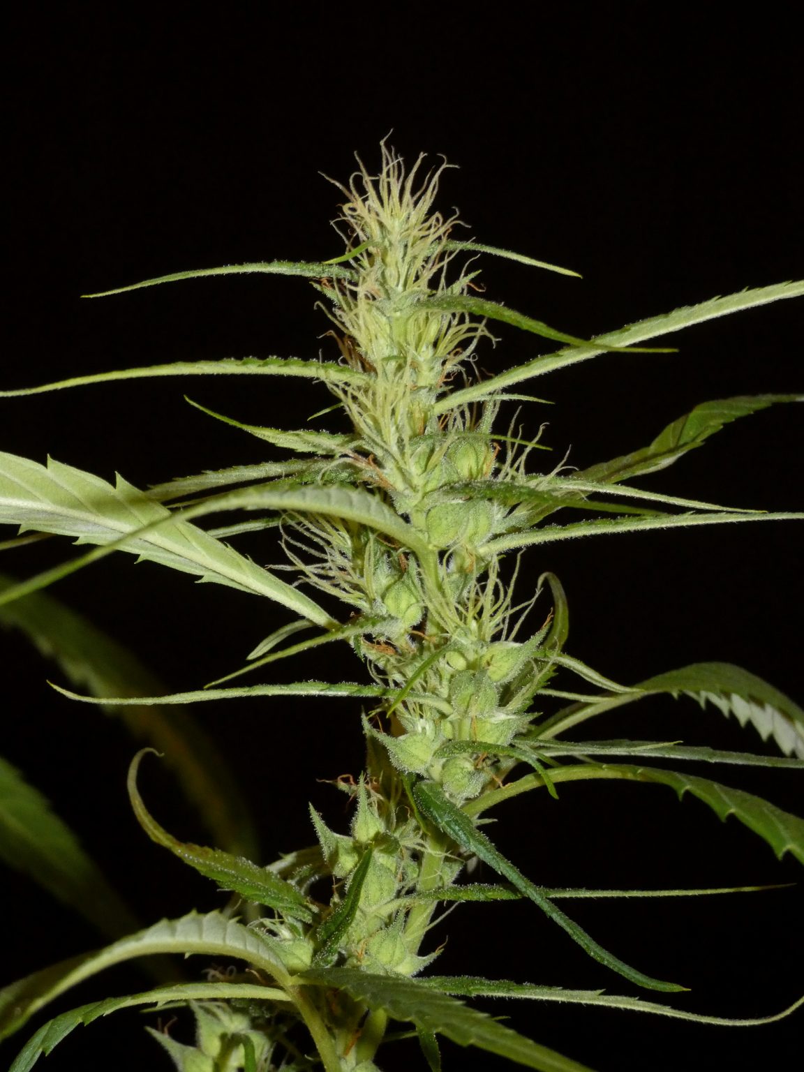 Laotian Sativa 🍦
