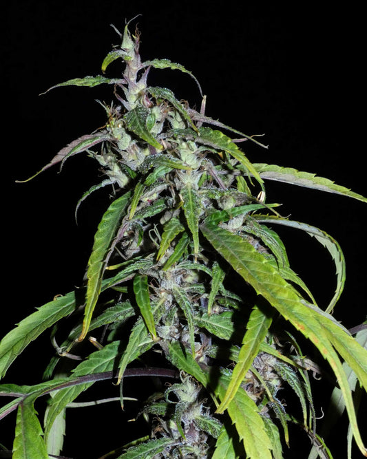 Laotian Sativa 🍦