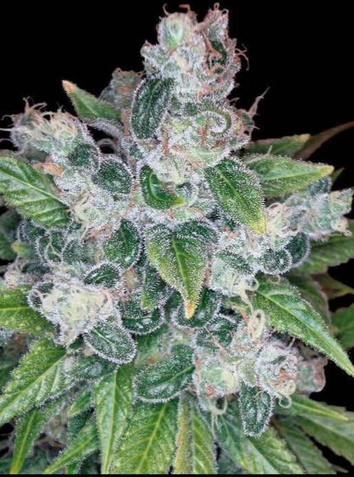 Kandy Kush 🍭
